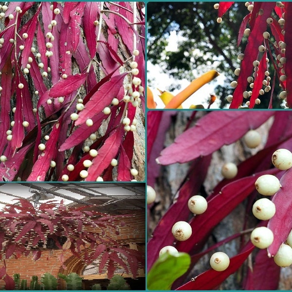 Pseudorhipsalis Rhipsalis Ramulosa * Red Rhipsalis * Mistletoe Cactus * 10 Seeds