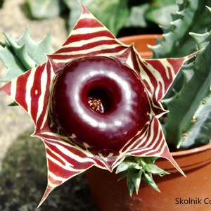 Huernia Zebrina - The Little Owl - Royal Succulent - 5 Seeds