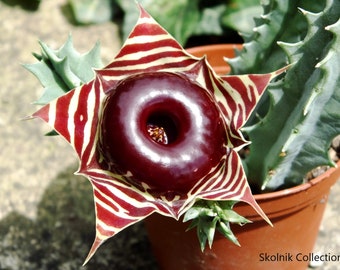 Huernia Zebrina - The Little Owl - Royal Succulent - 5 Seeds