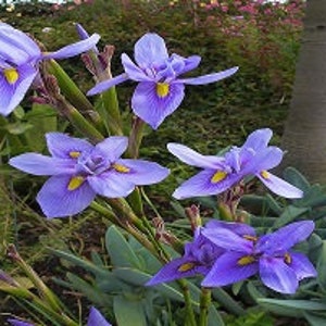 Moraea Polystachya Amazing Blue African Iris Flower 5 Seeds RARE limited image 4