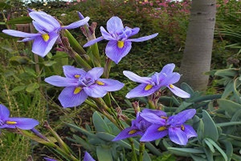 Moraea Polystachya Amazing Blue African Iris Flower 5 Seeds RARE limited image 4