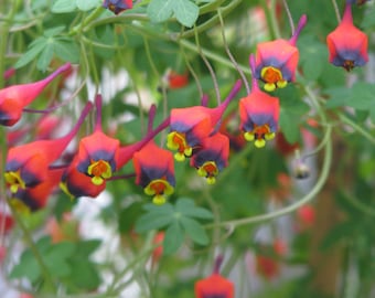 Tropaeolum Tricolor - Three Coloured Cress - Climbing Chilean Vine - 1 Seed RARE