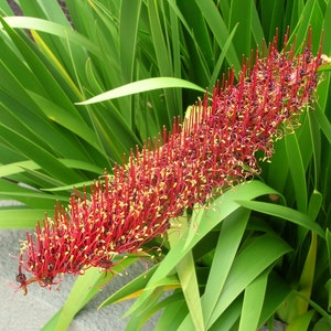 Extremely Rare Xeronema callistemon Poor Knights Lily Vulnerable 4 Seeds image 2