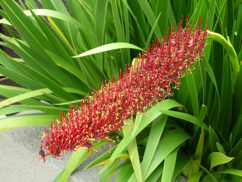 Extremely Rare Xeronema callistemon Poor Knights Lily Vulnerable 4 Seeds image 2