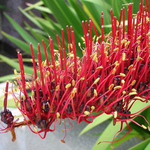 Extremely Rare Xeronema callistemon Poor Knights Lily Vulnerable 4 Seeds image 4
