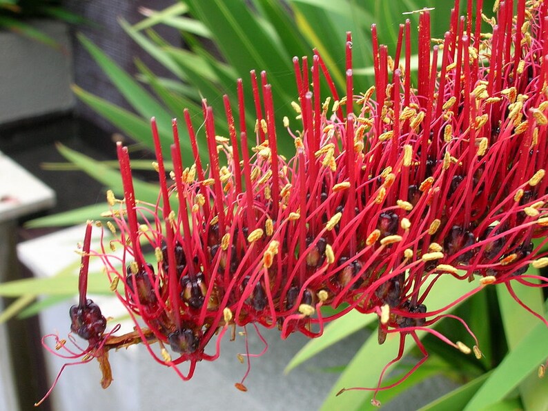 Extremely Rare Xeronema callistemon Poor Knights Lily Vulnerable 4 Seeds image 4