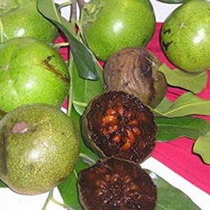 Diospyros Digyna BLACK SAPOTE Persimmon Chocolate Pudding Fruit 5 Seeds Very Fresh Seeds RARE image 4