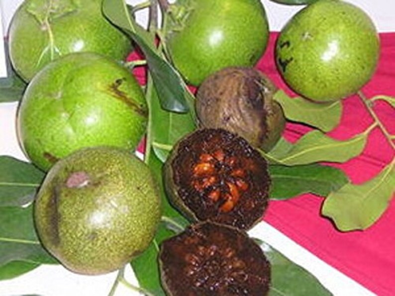 Diospyros Digyna BLACK SAPOTE Persimmon Chocolate Pudding Fruit 5 Seeds Very Fresh Seeds RARE image 4