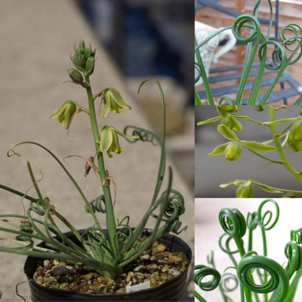 Albuca Viscosa * Amazing Curly Twisted Leaves * Very Rare * Limited * 5 Seeds *