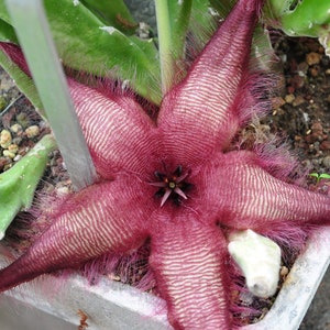 Stapelia Asterias Amazing Star Fish Flowers Rare Low Cactus 3 Seeds image 4