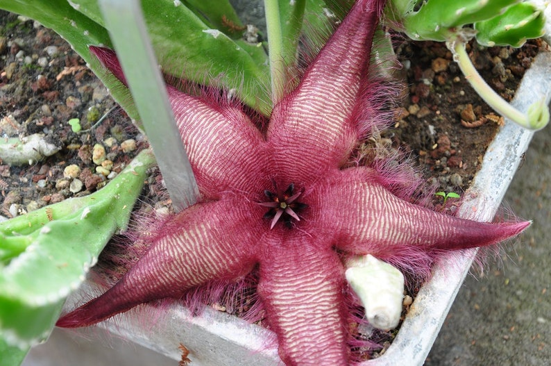 Stapelia Asterias Amazing Star Fish Flowers Rare Low Cactus 3 Seeds image 4