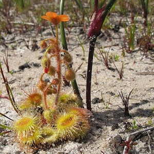 Drosera Glanduligera * Australian Carnivorous * Very Rare Plant * 5 Seeds *