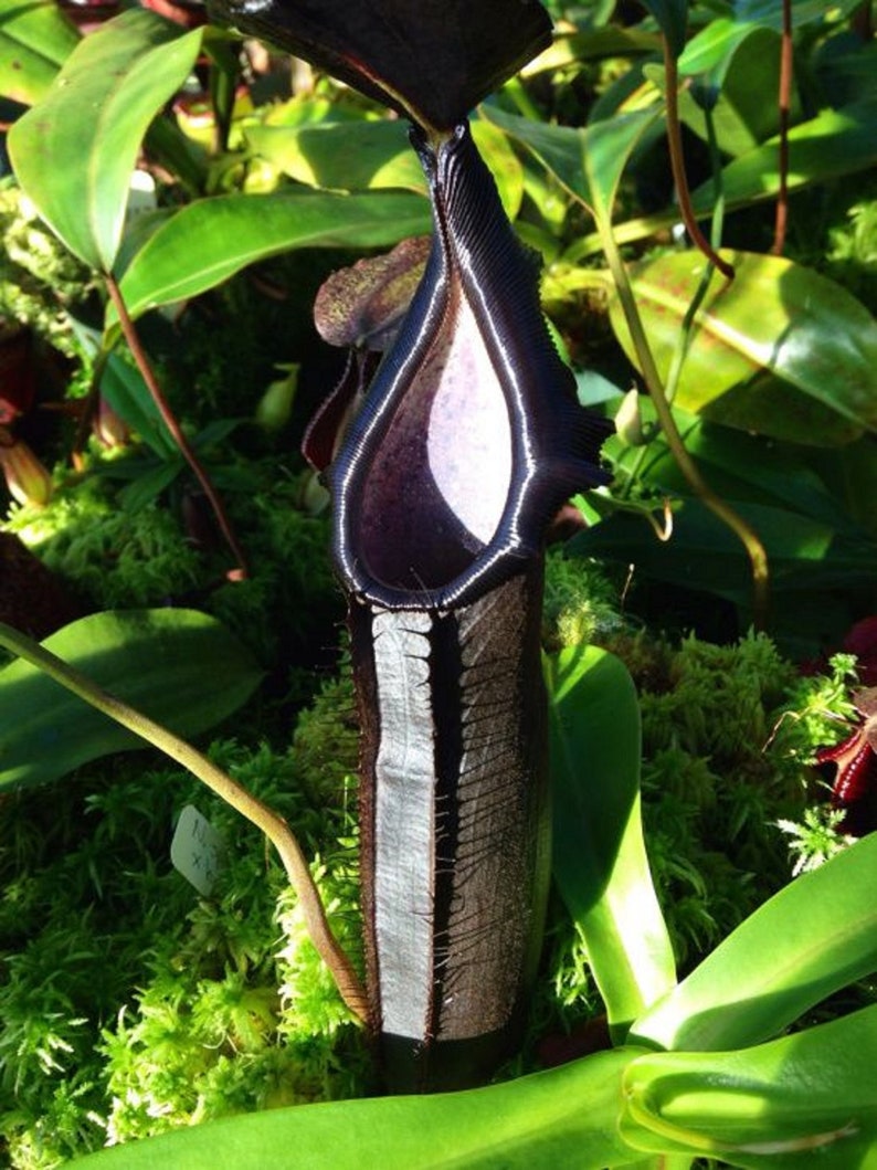 Nepenthes Naga Highland Tropical Pitcher Plant Very Rare