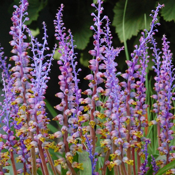 Lachenalia Mutabilis - Stunning Purple Yellow Urn-Shaped Flowers - 5 Seeds - Rare