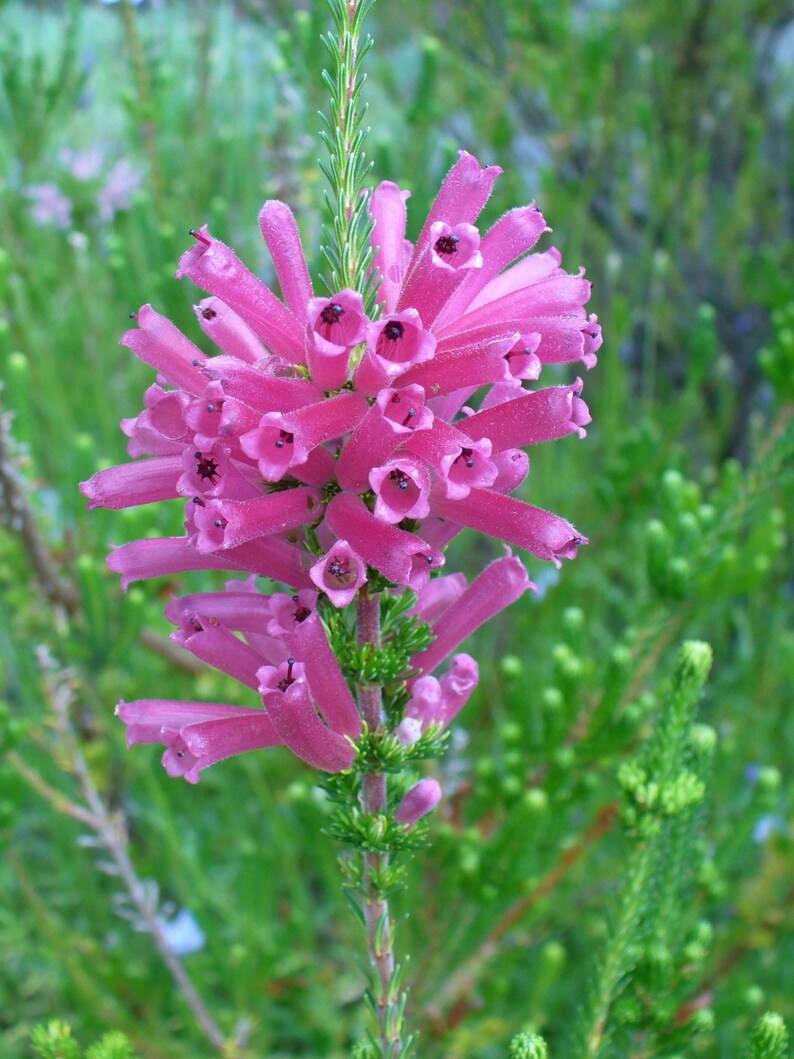 Erica Verticillata Pink Marsh Heath Amazing Tropical Shrub 10 Tiny Rare Seeds image 5