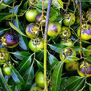 Diospyros Digyna BLACK SAPOTE Persimmon Chocolate Pudding Fruit 5 Seeds Very Fresh Seeds RARE image 2