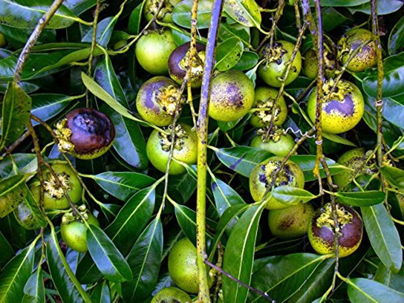 Diospyros Digyna BLACK SAPOTE Persimmon Chocolate Pudding Fruit 5 Seeds Very Fresh Seeds RARE image 2