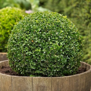 Buxus Sempervirens Common Boxwood Bonsai Tree Garden Decor 20 Seeds image 1