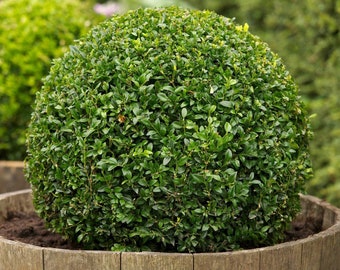 Buxus Sempervirens * Boj Común * Árbol Bonsai * Decoración de Jardín * 20 Semillas *