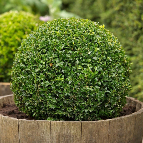 Buxus Sempervirens * Buis commun * Bonsaï * Décor de jardin * 20 graines *