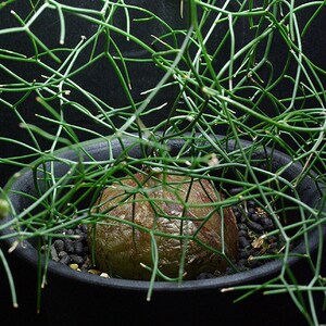 Schizobasis Intricata African Succulent Fresh 5 Seeds Very Rare image 3