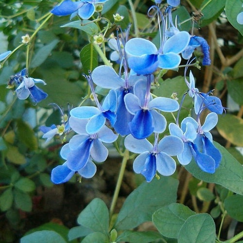 Rotheca Myricoides - Clerodendrum Ugandense - Butterfly Bush - 5 Seeds