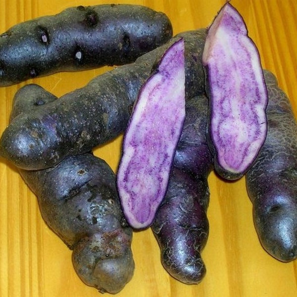 Maori Potato Black - 10 Seeds - TPS True Potato Seeds - Rare