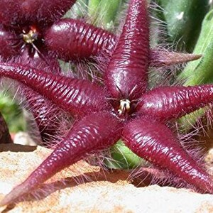 Stapelia Asterias Amazing Star Fish Flowers Rare Low Cactus 3 Seeds image 5