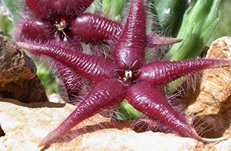 Stapelia Asterias Amazing Star Fish Flowers Rare Low Cactus 3 Seeds image 5