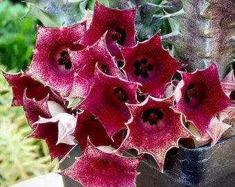 Huernia Macrocarpa * Stunning Red Succulent * Very Rare * 3 Seeds *