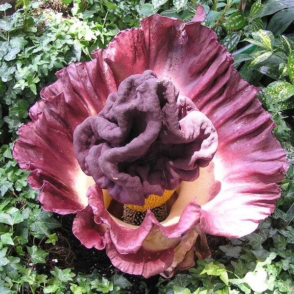 Amorphophallus Paeoniifolius * Elephant Yam * Perennial Tropical Aroid * Very Rare * 5 Seeds