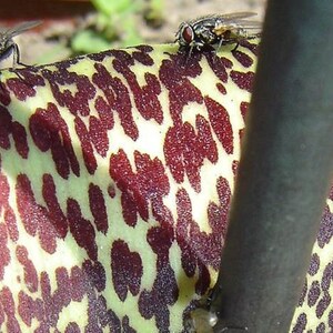 Sauromatum Venosum Arum Cornutum Unusual Aroid Very Rare 3 Seeds image 4