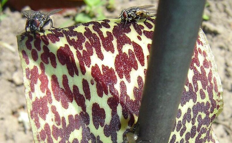 Sauromatum Venosum Arum Cornutum Unusual Aroid Very Rare 3 Seeds image 4