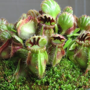 Cephalotus Follicularis Carnivorous VERY RARE Australian Pitcher Plant 3 Seeds image 1