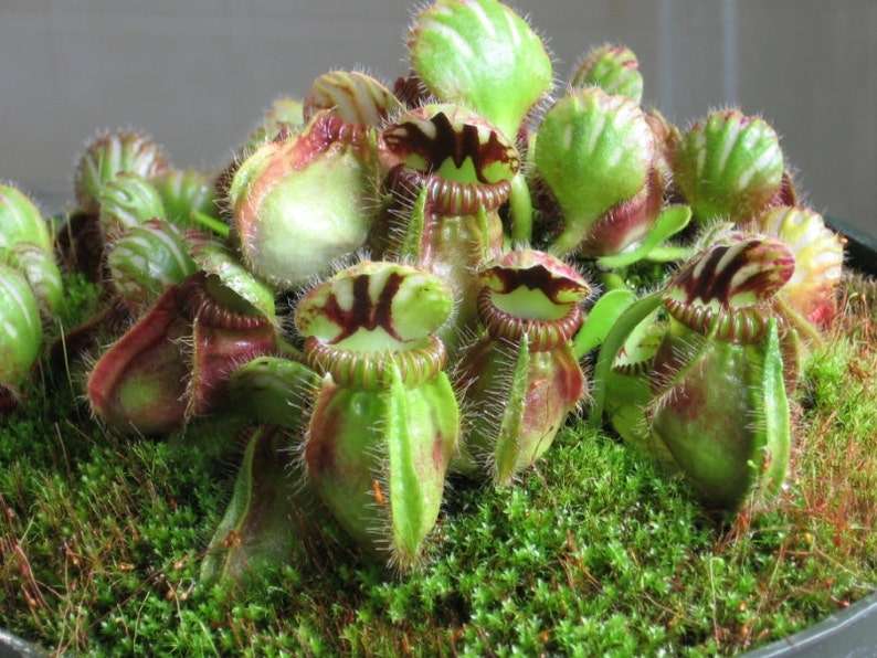 Cephalotus Follicularis Carnivorous VERY RARE Australian Pitcher Plant 3 Seeds image 1