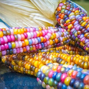 Zea Mays - Rainbow Glass Corn - Amazing Corn - Easy To Grow - 20 Seeds Fresh 2024