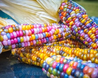 Zea Mays - Rainbow Glass Corn - Amazing Corn - Easy To Grow - 20 Seeds Fresh 2024