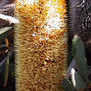 Woolly Orange Banksia 5 seeds Banksia Victoriae Woolly Orange Banksia 5 seeds Banksia Victoriae