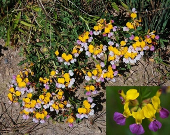 Lotus Formosissimus * Seaside Bird's-Foot Trefoil * VERY RARE * 5 Fresh Seeds