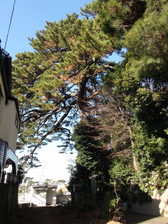 Japanese black pine,bonsai seeds C 10 seeds of Pinus Thunbergii Japanese black pine,bonsai seeds C 10 seeds of Pinus Thunbergii