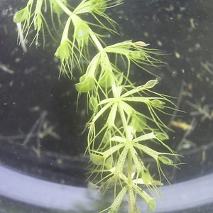 Aldrovanda vesiculosa Waterwheel Plant Carnivorous Aquatic Very Rare 3 Seeds image 4
