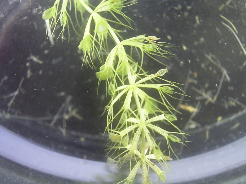 Aldrovanda vesiculosa Plante à roue hydraulique Carnivore aquatique Très rare 3 graines image 4
