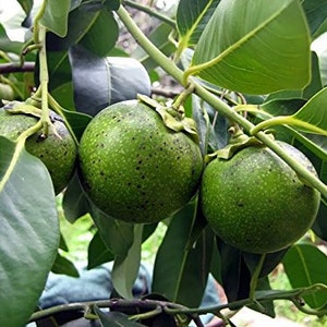 Diospyros Digyna BLACK SAPOTE Persimmon Chocolate Pudding Fruit 5 Seeds Very Fresh Seeds RARE image 5