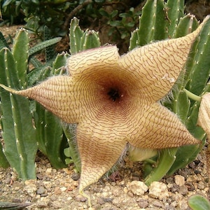 Stapelia Gigantea Amazing Yellow Carrion Huge Succulent Very Rare 3 Seeds image 1