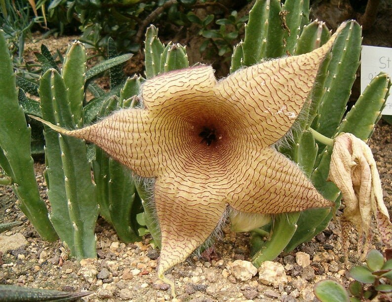 Stapelia Gigantea Amazing Yellow Carrion Huge Succulent Very Rare 3 Seeds image 1