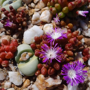 Oophytum Nanum Aizoaceae Living Stones Succulent 10 Seeds VERY RARE image 2