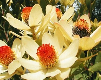 Leucadendron Discolor * Gold Flame Tips * Stunning Red Conebush * 3 Rare Seeds *