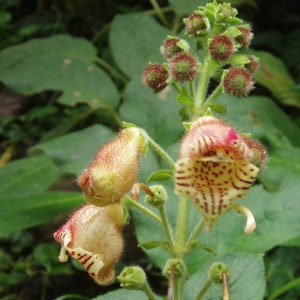 Kohleria Allenii Unusual Tiger Flowers 200 Tiny Seeds Ornamental Garden Flower image 2