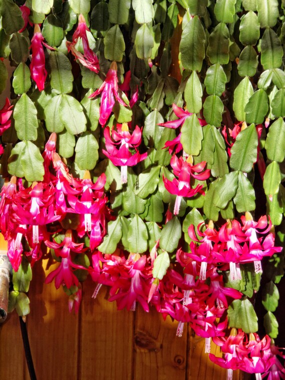 Christmas Cactus Schlumbera Truncata Thanksgiving Cactus Etsy