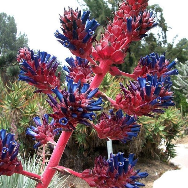 Puya Coerulea * Chagual * Pink Torch Blue Puya * Rare * 10 Seeds *